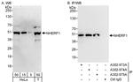 NHERF1 Antibody in Western Blot (WB)
