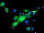 NIF3L1 Antibody in Immunocytochemistry (ICC/IF)