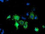NIF3L1 Antibody in Immunocytochemistry (ICC/IF)