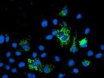 NIF3L1 Antibody in Immunocytochemistry (ICC/IF)
