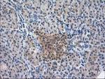 NIF3L1 Antibody in Immunohistochemistry (Paraffin) (IHC (P))