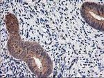 NIF3L1 Antibody in Immunohistochemistry (Paraffin) (IHC (P))