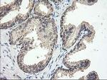 NIF3L1 Antibody in Immunohistochemistry (Paraffin) (IHC (P))