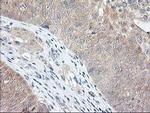 NIF3L1 Antibody in Immunohistochemistry (Paraffin) (IHC (P))