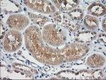 NIF3L1 Antibody in Immunohistochemistry (Paraffin) (IHC (P))