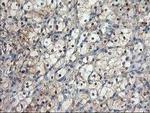 NIF3L1 Antibody in Immunohistochemistry (Paraffin) (IHC (P))