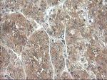 NIF3L1 Antibody in Immunohistochemistry (Paraffin) (IHC (P))