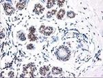 NIF3L1 Antibody in Immunohistochemistry (Paraffin) (IHC (P))