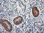 NIF3L1 Antibody in Immunohistochemistry (Paraffin) (IHC (P))