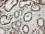 NIF3L1 Antibody in Immunohistochemistry (Paraffin) (IHC (P))