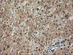 NIF3L1 Antibody in Immunohistochemistry (Paraffin) (IHC (P))