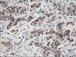 NIF3L1 Antibody in Immunohistochemistry (Paraffin) (IHC (P))