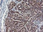 NIF3L1 Antibody in Immunohistochemistry (Paraffin) (IHC (P))