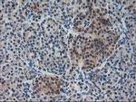 NIF3L1 Antibody in Immunohistochemistry (Paraffin) (IHC (P))