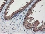 NIF3L1 Antibody in Immunohistochemistry (Paraffin) (IHC (P))