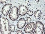 NIF3L1 Antibody in Immunohistochemistry (Paraffin) (IHC (P))
