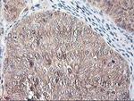 NIF3L1 Antibody in Immunohistochemistry (Paraffin) (IHC (P))