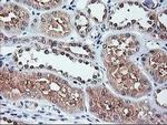 NIF3L1 Antibody in Immunohistochemistry (Paraffin) (IHC (P))