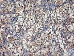 NIF3L1 Antibody in Immunohistochemistry (Paraffin) (IHC (P))