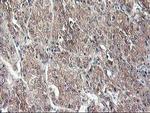 NIF3L1 Antibody in Immunohistochemistry (Paraffin) (IHC (P))