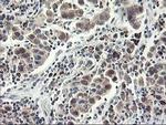 NIF3L1 Antibody in Immunohistochemistry (Paraffin) (IHC (P))