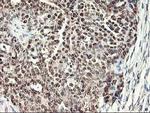 NIF3L1 Antibody in Immunohistochemistry (Paraffin) (IHC (P))