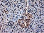 NIF3L1 Antibody in Immunohistochemistry (Paraffin) (IHC (P))