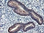 NIF3L1 Antibody in Immunohistochemistry (Paraffin) (IHC (P))