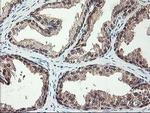 NIF3L1 Antibody in Immunohistochemistry (Paraffin) (IHC (P))