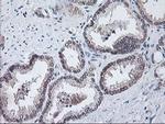 NIF3L1 Antibody in Immunohistochemistry (Paraffin) (IHC (P))