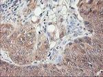 NIF3L1 Antibody in Immunohistochemistry (Paraffin) (IHC (P))