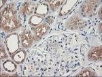 NIF3L1 Antibody in Immunohistochemistry (Paraffin) (IHC (P))