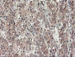 NIF3L1 Antibody in Immunohistochemistry (Paraffin) (IHC (P))