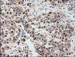 NIF3L1 Antibody in Immunohistochemistry (Paraffin) (IHC (P))