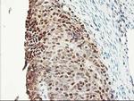 NIF3L1 Antibody in Immunohistochemistry (Paraffin) (IHC (P))