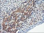 NIF3L1 Antibody in Immunohistochemistry (Paraffin) (IHC (P))