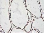 NIF3L1 Antibody in Immunohistochemistry (Paraffin) (IHC (P))