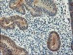 NIF3L1 Antibody in Immunohistochemistry (Paraffin) (IHC (P))