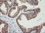NIF3L1 Antibody in Immunohistochemistry (Paraffin) (IHC (P))