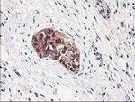 NIF3L1 Antibody in Immunohistochemistry (Paraffin) (IHC (P))