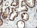 NIF3L1 Antibody in Immunohistochemistry (Paraffin) (IHC (P))