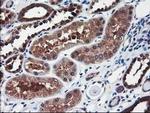 NIF3L1 Antibody in Immunohistochemistry (Paraffin) (IHC (P))