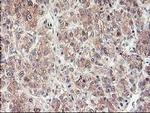 NIF3L1 Antibody in Immunohistochemistry (Paraffin) (IHC (P))