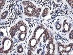 NIF3L1 Antibody in Immunohistochemistry (Paraffin) (IHC (P))
