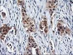 NIF3L1 Antibody in Immunohistochemistry (Paraffin) (IHC (P))