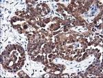 NIF3L1 Antibody in Immunohistochemistry (Paraffin) (IHC (P))