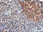 NIF3L1 Antibody in Immunohistochemistry (Paraffin) (IHC (P))