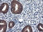 NIF3L1 Antibody in Immunohistochemistry (Paraffin) (IHC (P))