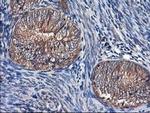 NIF3L1 Antibody in Immunohistochemistry (Paraffin) (IHC (P))