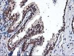 NIF3L1 Antibody in Immunohistochemistry (Paraffin) (IHC (P))
